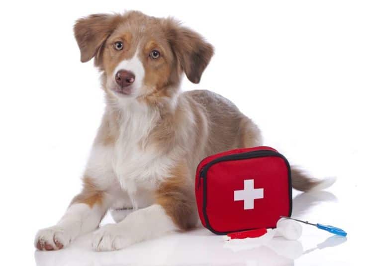 primeros auxilios para perros